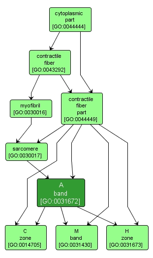 GO:0031672 - A band (interactive image map)