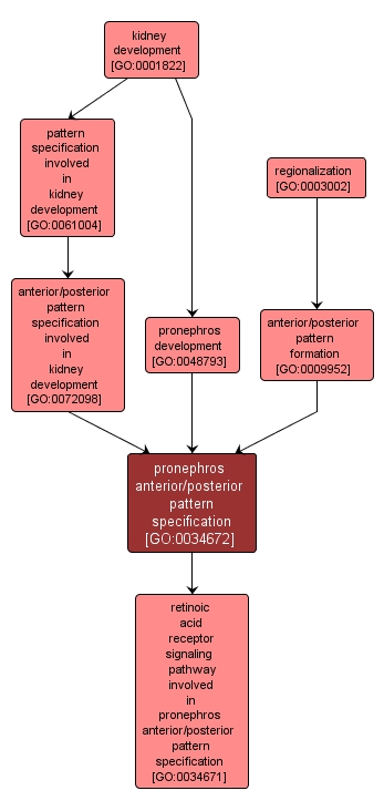 GO:0034672 - pronephros anterior/posterior pattern specification (interactive image map)