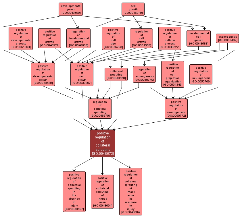 GO:0048672 - positive regulation of collateral sprouting (interactive image map)