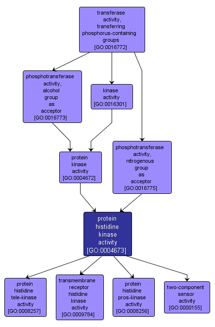 GO:0004673 - protein histidine kinase activity (interactive image map)