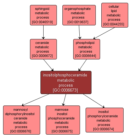 GO:0006673 - inositolphosphoceramide metabolic process (interactive image map)