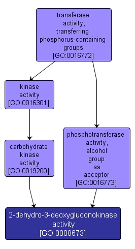 GO:0008673 - 2-dehydro-3-deoxygluconokinase activity (interactive image map)