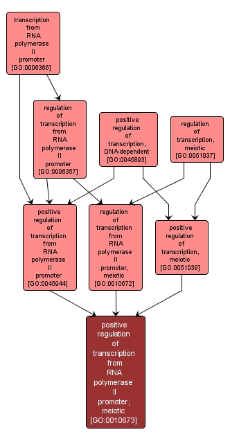 GO:0010673 - positive regulation of transcription from RNA polymerase II promoter, meiotic (interactive image map)