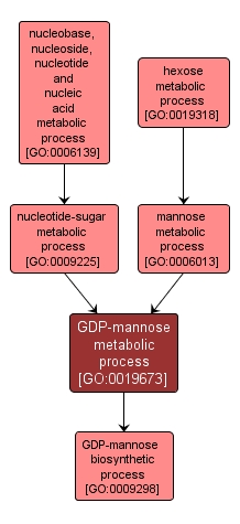 GO:0019673 - GDP-mannose metabolic process (interactive image map)