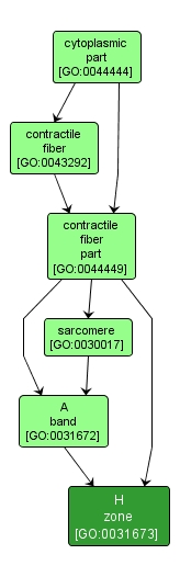 GO:0031673 - H zone (interactive image map)