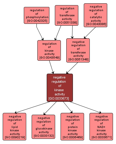 GO:0033673 - negative regulation of kinase activity (interactive image map)