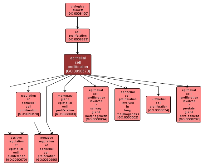 GO:0050673 - epithelial cell proliferation (interactive image map)