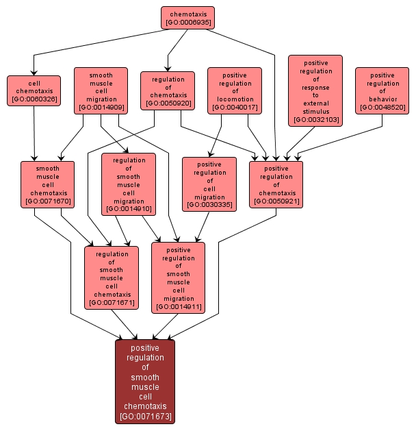 GO:0071673 - positive regulation of smooth muscle cell chemotaxis (interactive image map)