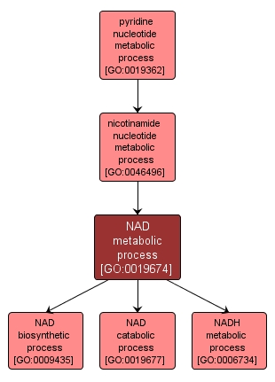 GO:0019674 - NAD metabolic process (interactive image map)
