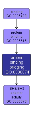 GO:0030674 - protein binding, bridging (interactive image map)