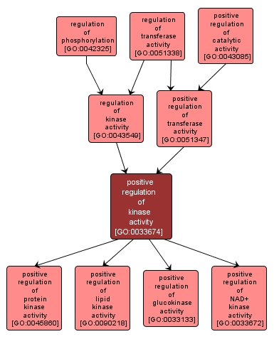 GO:0033674 - positive regulation of kinase activity (interactive image map)