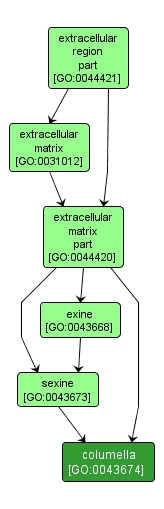 GO:0043674 - columella (interactive image map)