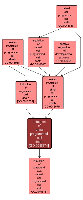 GO:0046674 - induction of retinal programmed cell death (interactive image map)