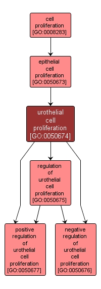 GO:0050674 - urothelial cell proliferation (interactive image map)