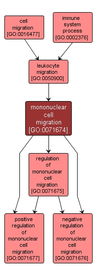 GO:0071674 - mononuclear cell migration (interactive image map)
