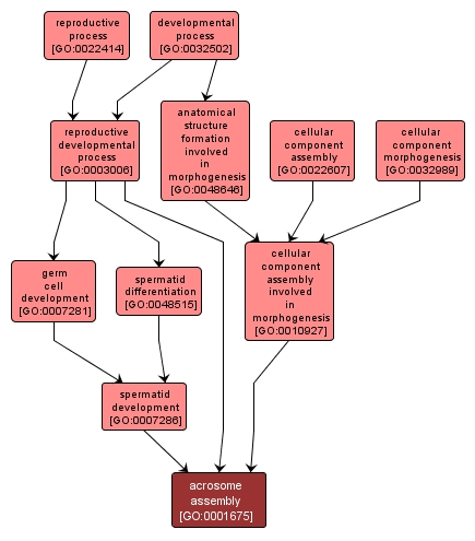 GO:0001675 - acrosome assembly (interactive image map)