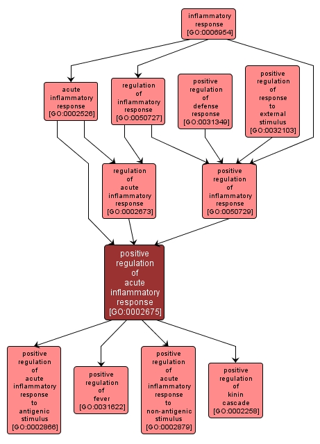 GO:0002675 - positive regulation of acute inflammatory response (interactive image map)