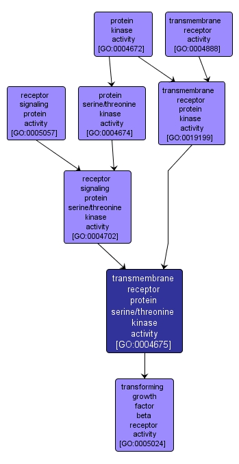 GO:0004675 - transmembrane receptor protein serine/threonine kinase activity (interactive image map)