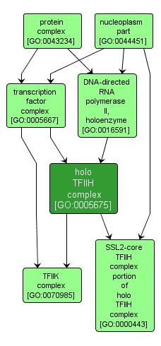 GO:0005675 - holo TFIIH complex (interactive image map)