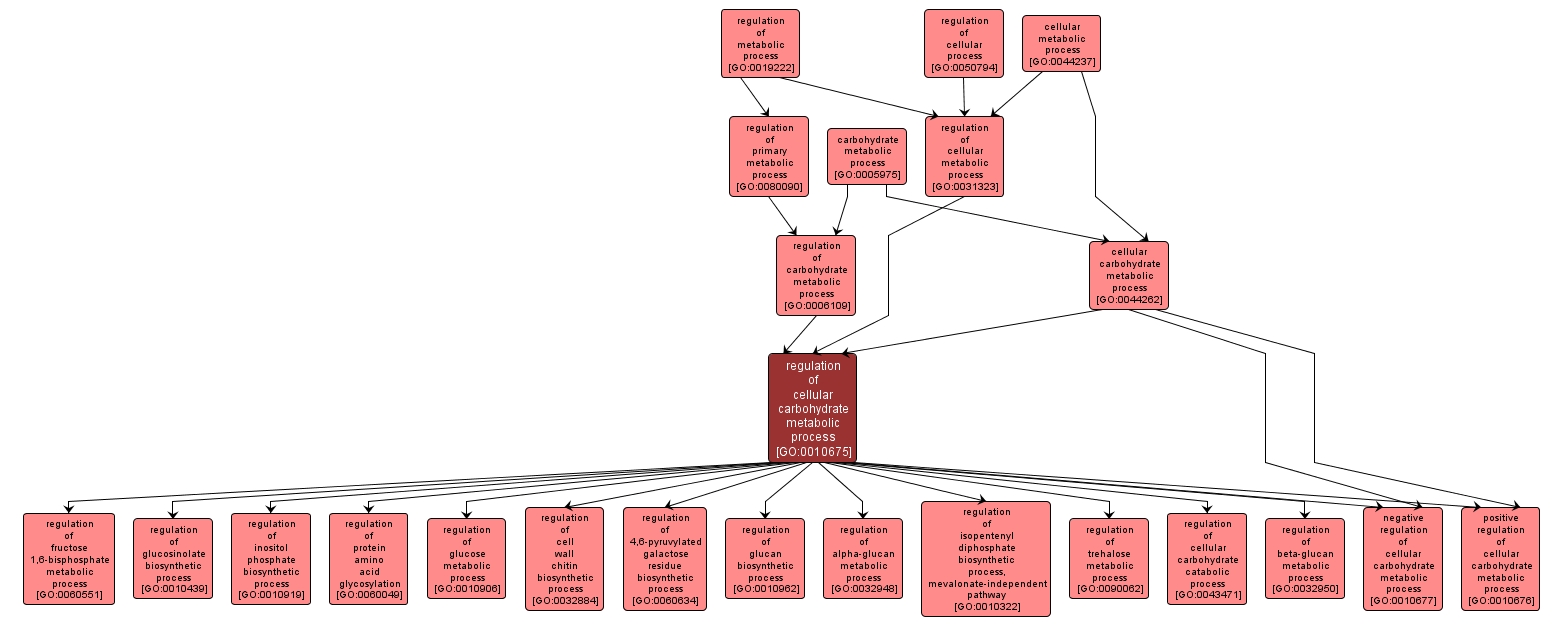 GO:0010675 - regulation of cellular carbohydrate metabolic process (interactive image map)