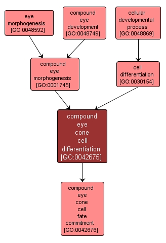 GO:0042675 - compound eye cone cell differentiation (interactive image map)