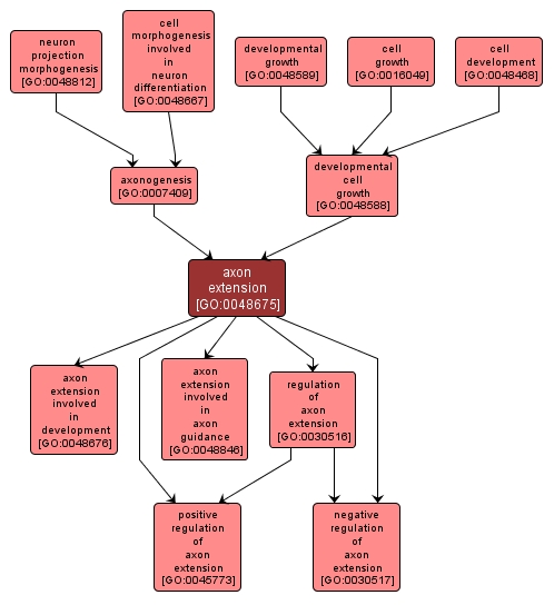 GO:0048675 - axon extension (interactive image map)