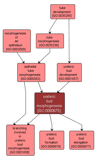GO:0060675 - ureteric bud morphogenesis (interactive image map)