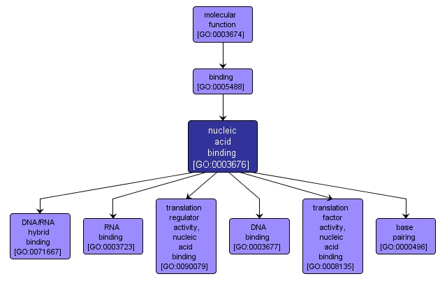 GO:0003676 - nucleic acid binding (interactive image map)