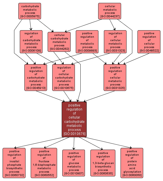 GO:0010676 - positive regulation of cellular carbohydrate metabolic process (interactive image map)