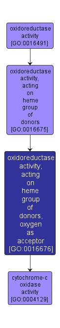 GO:0016676 - oxidoreductase activity, acting on heme group of donors, oxygen as acceptor (interactive image map)