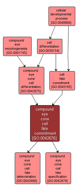 GO:0042676 - compound eye cone cell fate commitment (interactive image map)