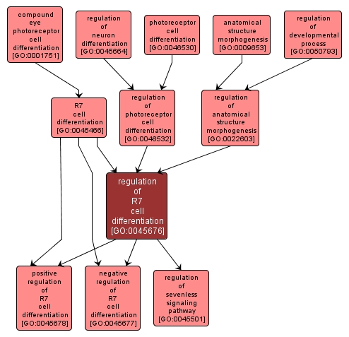 GO:0045676 - regulation of R7 cell differentiation (interactive image map)