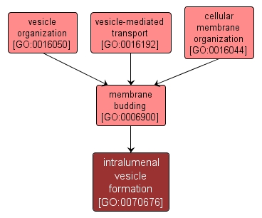 GO:0070676 - intralumenal vesicle formation (interactive image map)