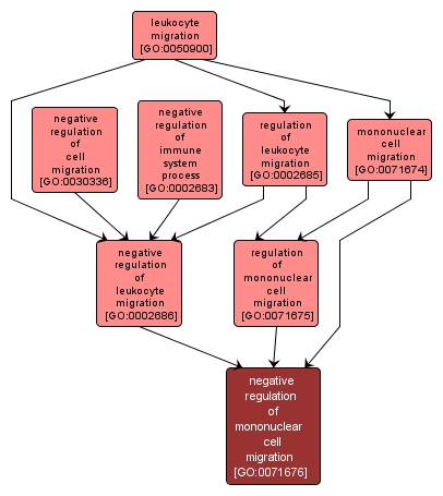 GO:0071676 - negative regulation of mononuclear cell migration (interactive image map)