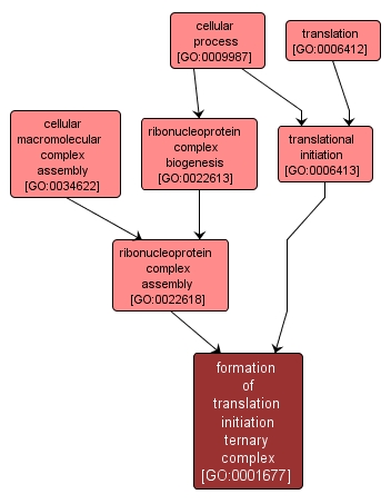 GO:0001677 - formation of translation initiation ternary complex (interactive image map)