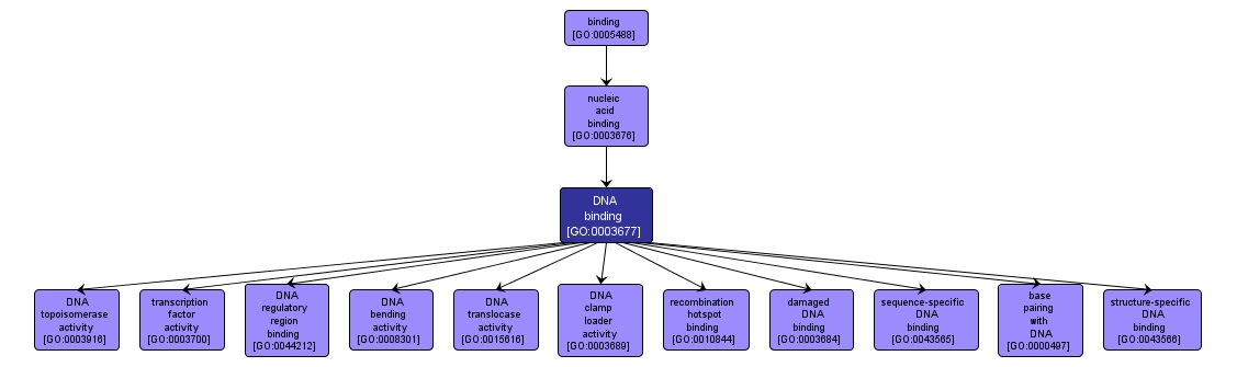 GO:0003677 - DNA binding (interactive image map)