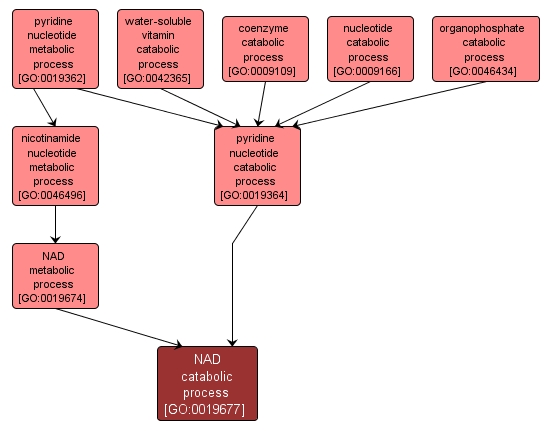 GO:0019677 - NAD catabolic process (interactive image map)
