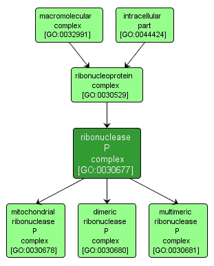GO:0030677 - ribonuclease P complex (interactive image map)