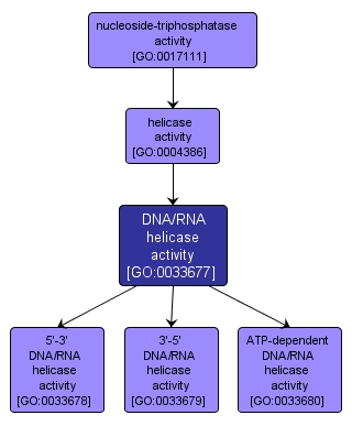 GO:0033677 - DNA/RNA helicase activity (interactive image map)