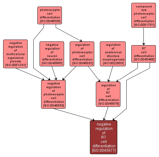 GO:0045677 - negative regulation of R7 cell differentiation (interactive image map)