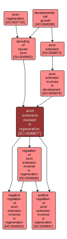 GO:0048677 - axon extension involved in regeneration (interactive image map)