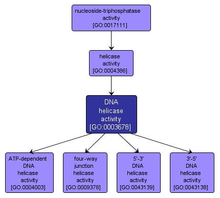 GO:0003678 - DNA helicase activity (interactive image map)