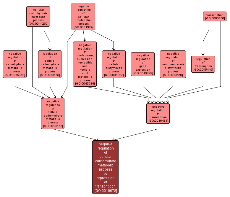 GO:0010678 - negative regulation of cellular carbohydrate metabolic process by repression of transcription (interactive image map)