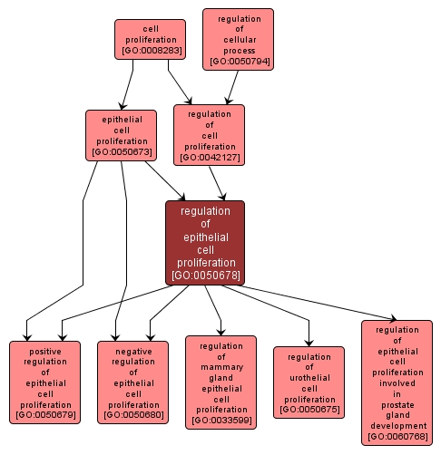 GO:0050678 - regulation of epithelial cell proliferation (interactive image map)