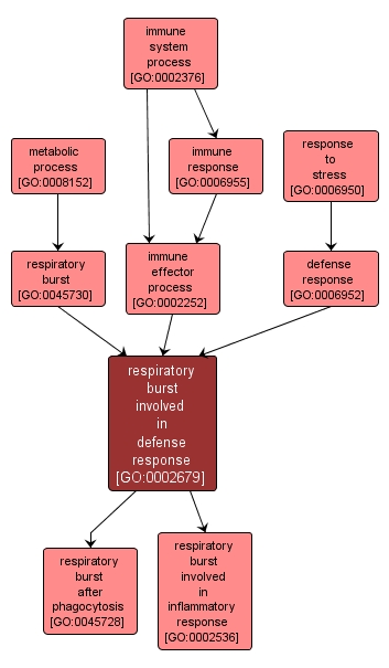 GO:0002679 - respiratory burst involved in defense response (interactive image map)