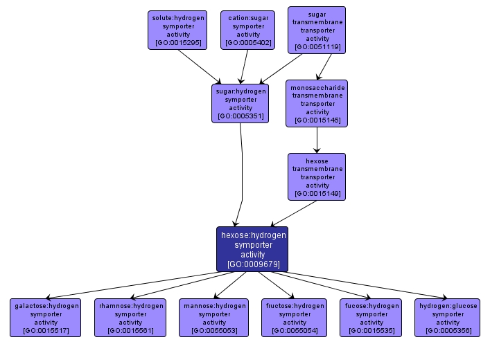 GO:0009679 - hexose:hydrogen symporter activity (interactive image map)
