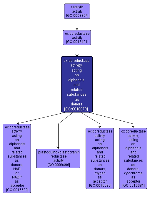 GO:0016679 - oxidoreductase activity, acting on diphenols and related substances as donors (interactive image map)