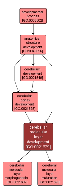 GO:0021679 - cerebellar molecular layer development (interactive image map)