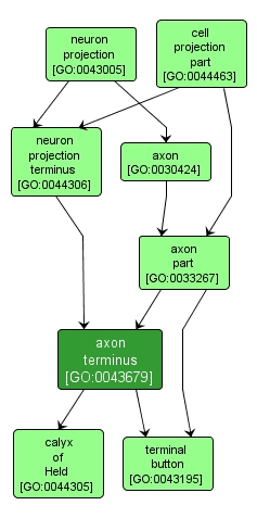 GO:0043679 - axon terminus (interactive image map)