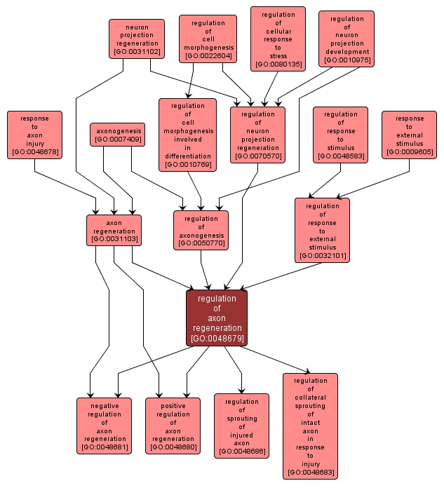 GO:0048679 - regulation of axon regeneration (interactive image map)